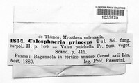 Calosphaeria princeps image